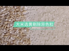 Sorting Light Yellow Rice